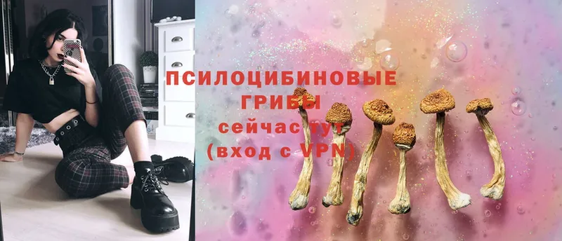 Галлюциногенные грибы Psilocybine cubensis Нытва